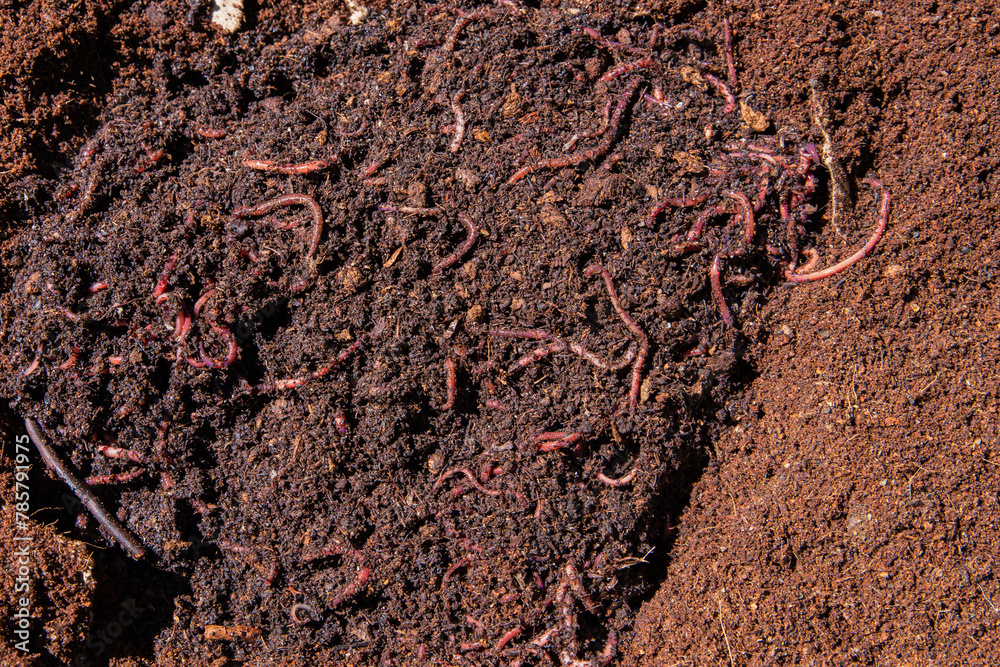 Worms in soil compost bin. Fertilizer to be used for gardening. Natural light, sun. Worms in soil compost bin. Fertilizer to be used for gardening. Natural light, sun.
