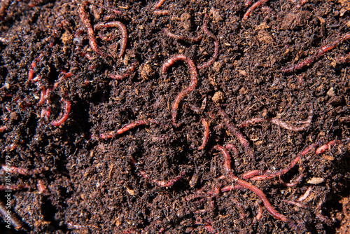 Looking down at worms in compost that will be used for gardening.   Close-up.