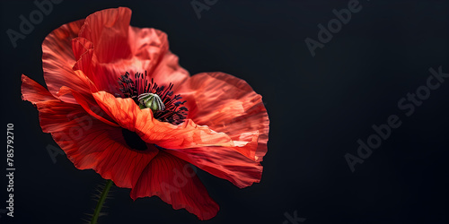 Remembrance Day banner with a close up of a poppy flower on a black background, providing copy space. Suitable for commemorations and memorials.
