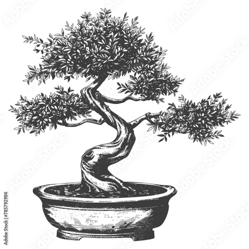 bonsai tree images using Old engraving style body black color only