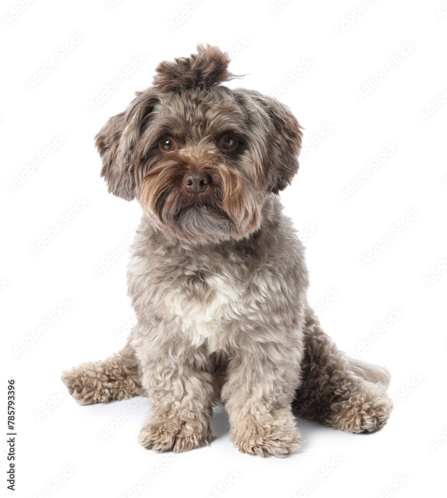 Cute Maltipoo dog on white background. Lovely pet