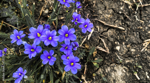 Purple flowers on dry arid land concept of victory of life over death