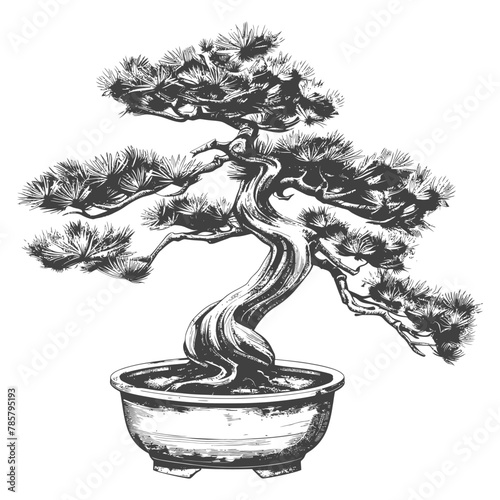 bonsai tree images using Old engraving style body black color only