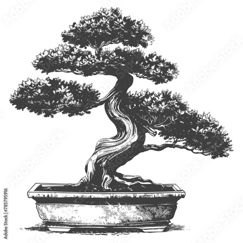 bonsai tree images using Old engraving style body black color only