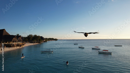 A flying bird above liquid water, traveling over a natural landscape Zanzibar Africa Tanzania