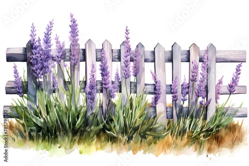 Watercolor lavender field with wooden fence. Hand drawn illustration on white background