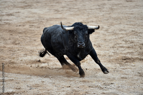 spanish bull with big horns in spain in a traditional spectacle of bullfight photo