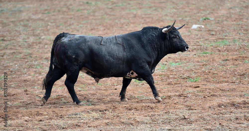 un toro bravo en españa con grandes cuernos