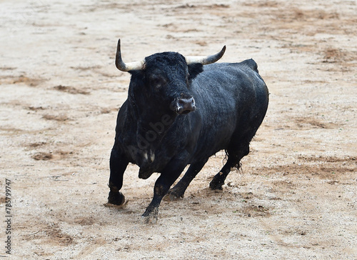 un toro bravo en españa con grandes cuernos