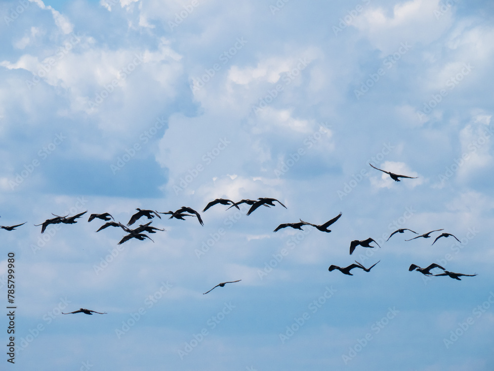 a flock of black double-crested cormorant (Phalacrocorax auritus) sea birds against a blue cloudy sky a flock of black double-crested cormorant (Phalacrocorax auritus) sea birds against a blue cloudy sky