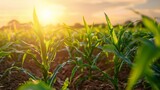 A field of tall vibrant green corn stalks stretching towards the sun with a caption explaining how these genetically modified crops are specifically designed to efficiently convert .