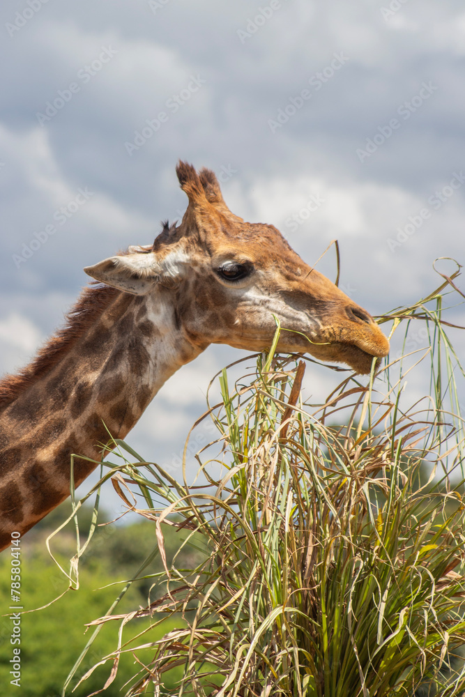 Obraz premium giraffe in the zoo