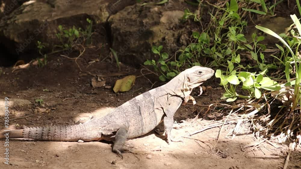 iguana tranquila en zona arqueológica de Tulum México iguana tranquila en zona arqueológica de Tulum México