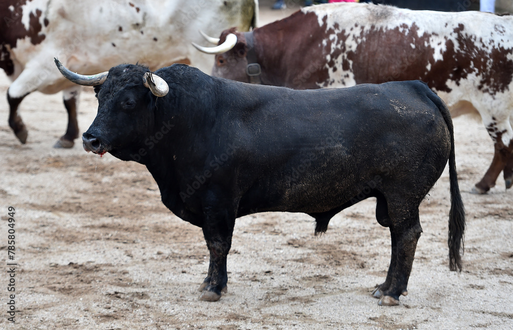 un toro bravo español con grandes cuernos un toro bravo español con grandes cuernos