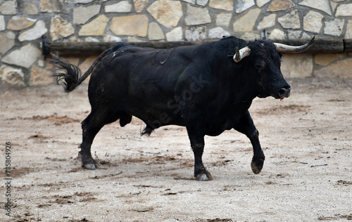 un toro bravo español con grandes cuernos