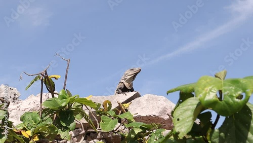 iguana tranquila en zona arqueológica de Tulum México photo