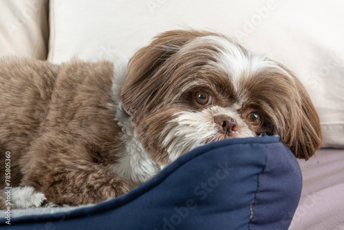 3 year old shih tzu dog resting on his dark blue bed_6.