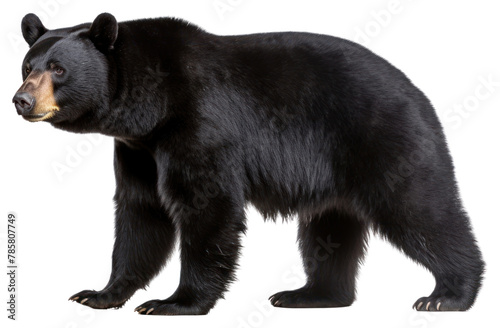 PNG Wildlife mammal animal bear photo