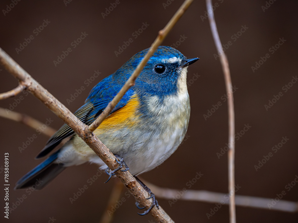 Obraz premium 森の中で枝に留まっているルリビタキの雄