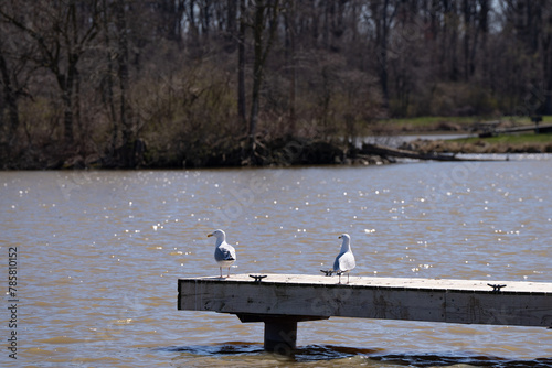 Fototapeta Naklejka Na Ścianę i Meble -  Seagulls on a pier with a lake in the background