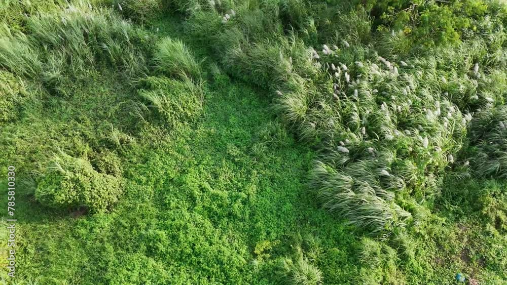 Aerial top view forest tree, Rainforest ecosystem and healthy environment concept and background, Texture of green tree forest view from above. Aerial top view forest tree, Rainforest ecosystem and healthy environment concept and background, Texture of green tree forest view from above.