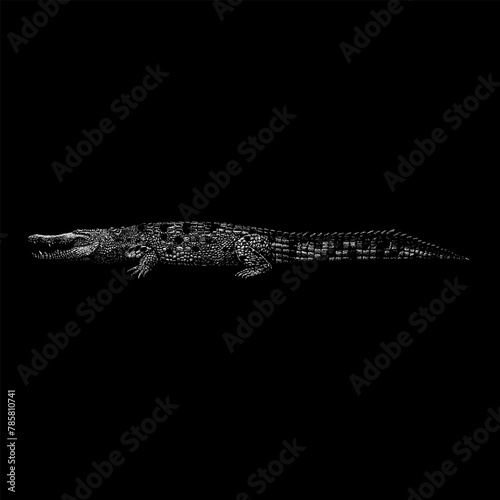 Orinoco Crocodile hand drawing vector isolated on black background. photo