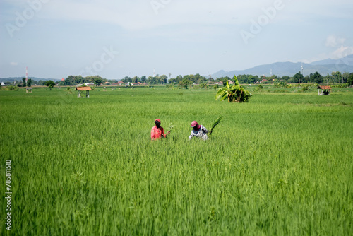 Farmers are currently tending to paddy rice in the expansive fields with mountains in the background © Barrul Mujib