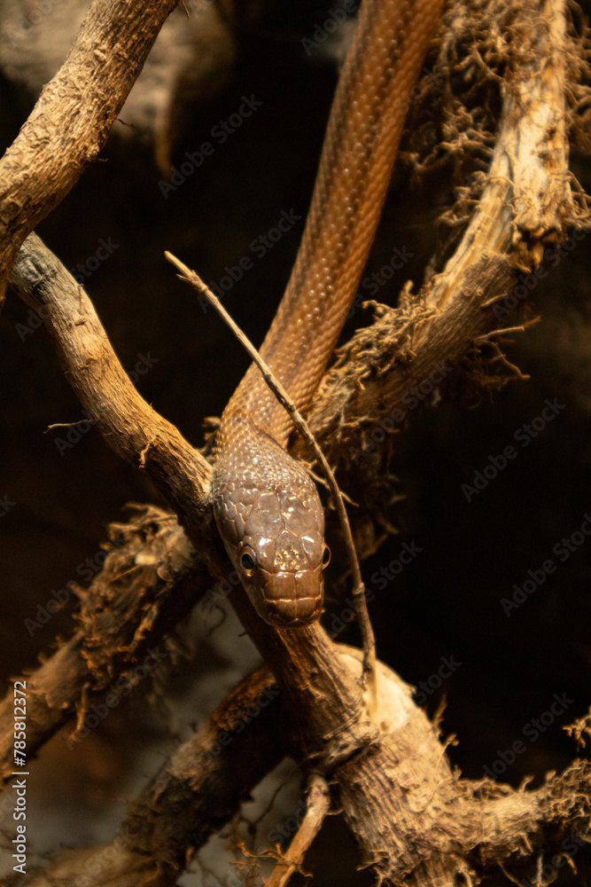 serpiente en un tronco en el museo del desierto coahuila mexico