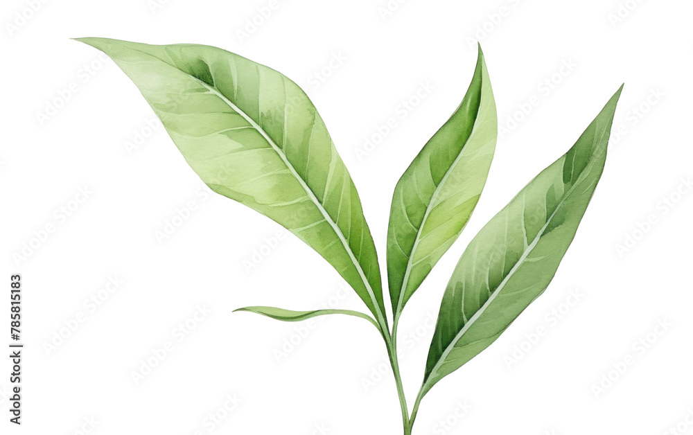 PNG Tropical plant leaf annonaceae freshness PNG Tropical plant leaf annonaceae freshness