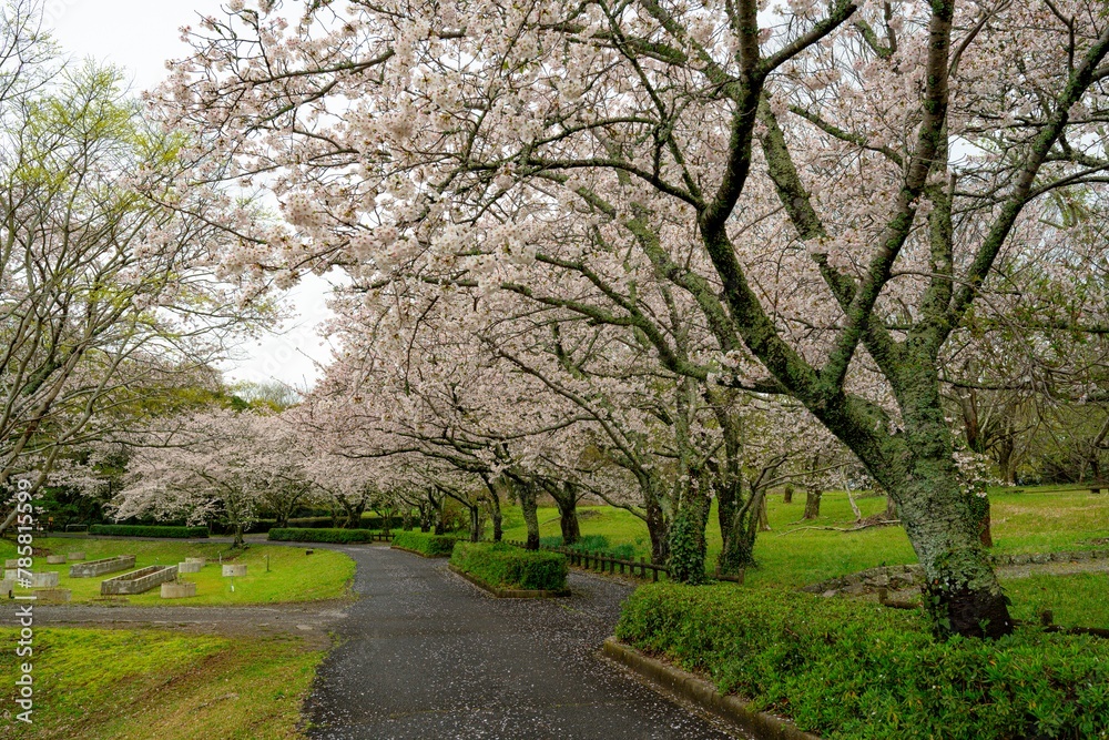 風土記の丘の桜 風土記の丘の桜