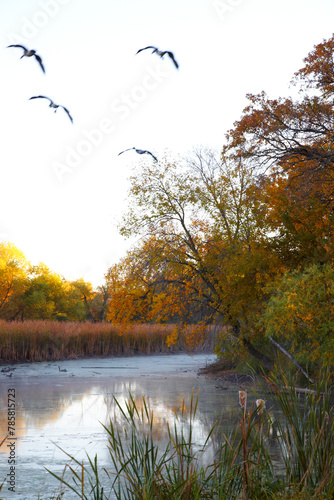 Birds flying over a beautiful lake on a fall day in October near Minneapolis Minnesota USA
