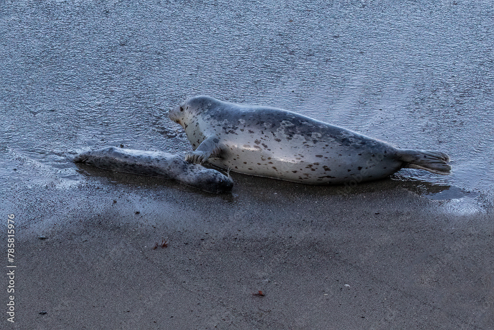 Obraz premium Harbor seals (Phoca vitulina) on beach. Mother with her flipper touching her dead baby. Monterey, California.