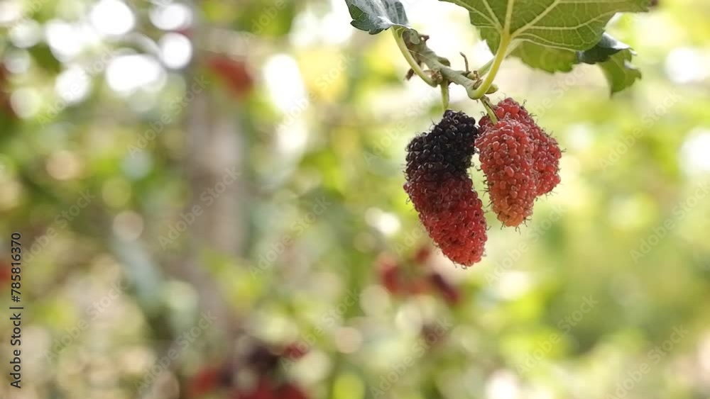 Close up of red mulberry on tree in autumn Close up of red mulberry on tree in autumn