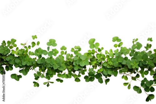 PNG Clover leaf plant herbs groundcover