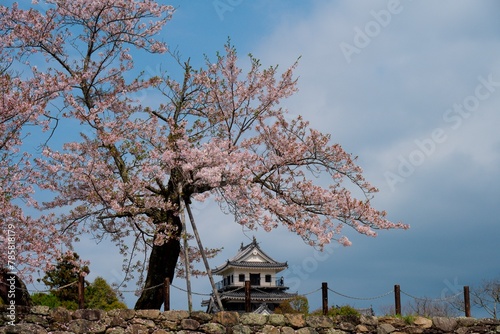 中津城公園の桜