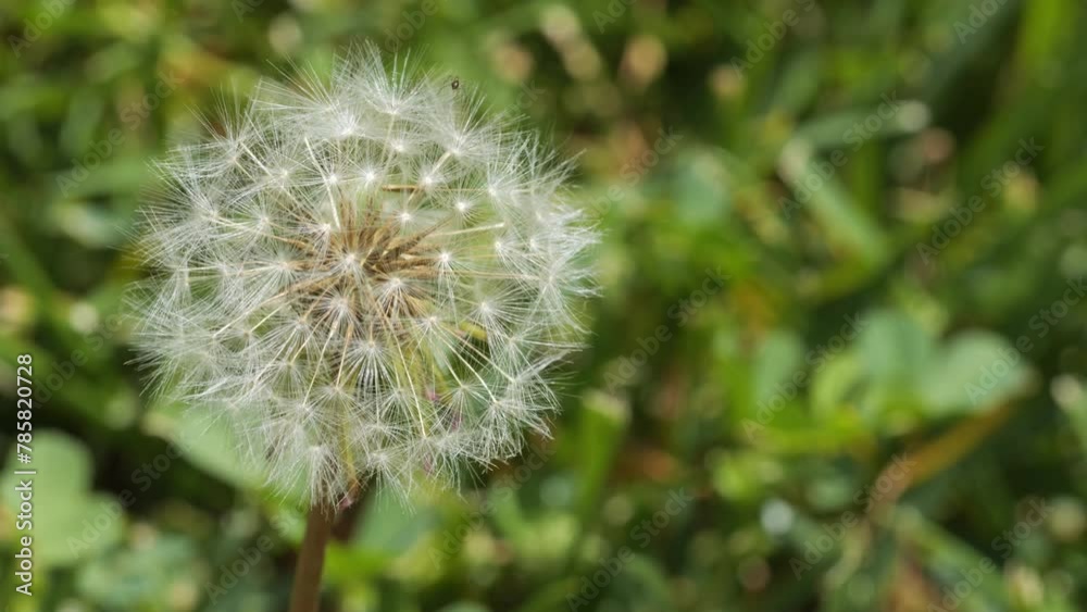 Dandelion seed pod in a grass lawn Dandelion seed pod in a grass lawn