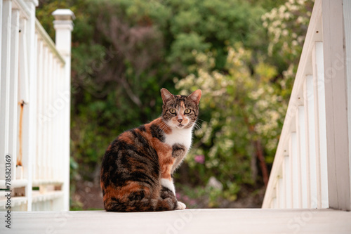 Calico Cat photo