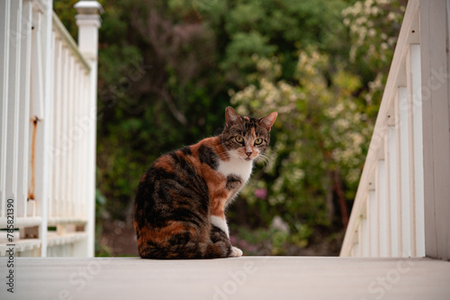 Canvas Print Calico Cat