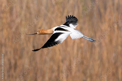 An American Avocet beautifully soaring in flight against a softly depicted background of woods and wild grasses at Cherry Creek State Park in Colorado.