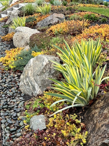 xeriscape spring rock garden with variegated iris, boulders and ground cover plants, colorful xeriscaping