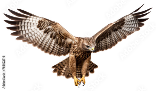 PNG  Flying hawk buzzard animal bird