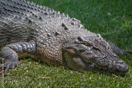 Crocodile sunning itself on the grass  Queensland Australia