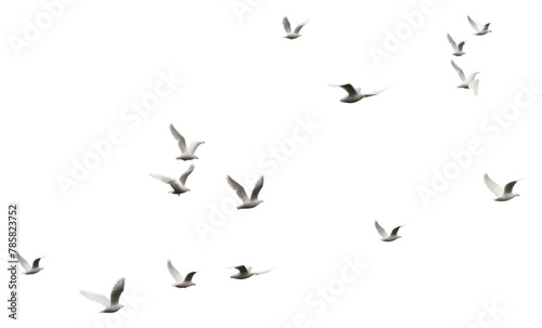 PNG Group of doves flying in the sky animal flock white