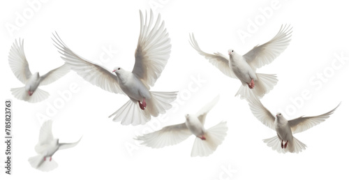PNG Group of doves flying in the sky animal white bird