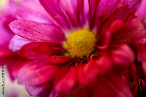 Macro picture of a purple chrysanthemum disk  seeds  and rays  petals  featuring the individual parts of the flower