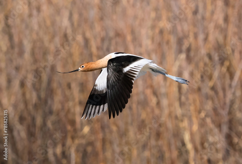 Closeup of an American Avocet flying through a wooded area in early Springtime. The curvy bill tip is indicative of a female Avocet.	