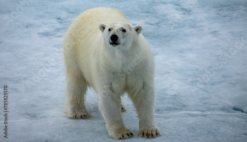 a female polar bear hunting and tracking seals on sea ice in the Arctic Ocean near Svalbard