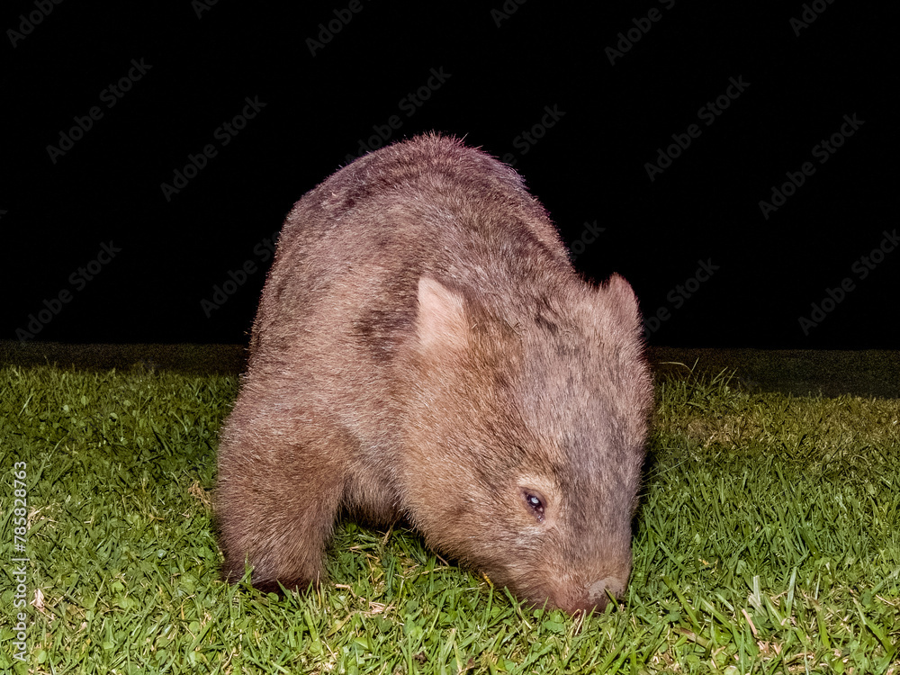 Bare-nosed Wombat in New South Wales, Australia Bare-nosed Wombat in New South Wales, Australia