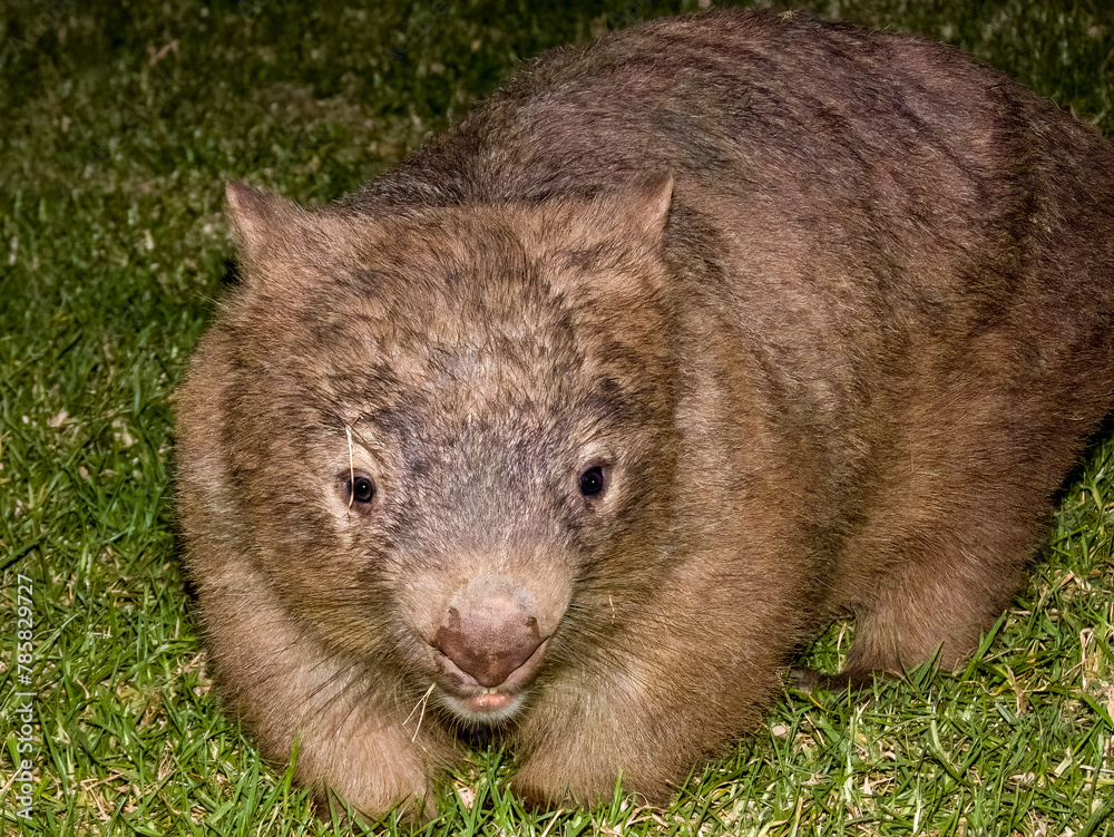 Bare-nosed Wombat in New South Wales, Australia Bare-nosed Wombat in New South Wales, Australia
