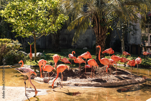 Animals in the zoo. Wild African animals in a summer forest on a sunny day. Outdoor activities with children. Riverbanks Zoo and Garden, Columbia, South Carolina, USA. American flamingos in the zoo
